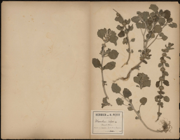 Marrubium Vulgare - Marrube Blanc, plante prélevée à Amiens (Somme, France), près du champ de tir de Picardie, 16 octobre 1888
