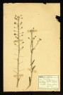 Capsella Bursa pastoris Moench (Capselle Bourse à pasteur), famille des Crucifères, plante prélevée à Dromesnil, 4 juin 1938