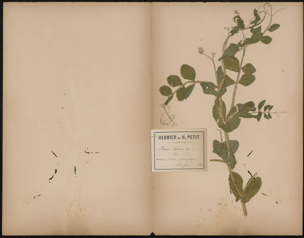 Pisum Sativum Pois, plante prélevée à Amiens (Somme, France), dans un jardin potager, 28 juin 1888
