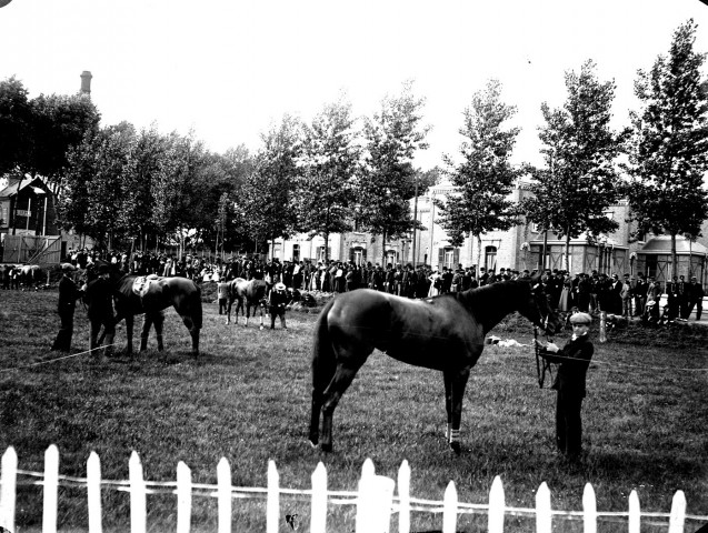 La présentation des chevaux à l'hippodrome, avant la course