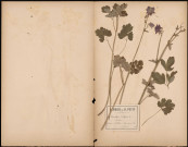 Aquilegia Vulgaris (Ancolie), plante prélevée à Athies (Somme, France), dans un pré, 12 juin 1888