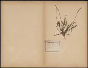 Plantago Coronopus, plante prélevée à Saint-Quentin-en-Tourmont (Somme, France), n.c., 6 août 1888