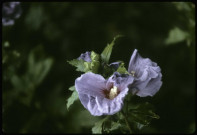 Althéa hibiscus