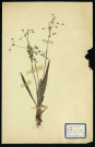 Carex brizoides t. (Carex Faux Briza), famille des Cypéracées, plante prélevée à Dromesnil (Bois), 18 mai 1938