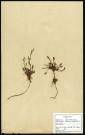 Rumex acetosella (Petite Oseille), famille des Polygones, plante prélevée à Cherré (Sarthe, France), en milieu sec, en avril 1969
