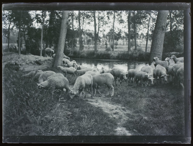 Moutons à Plachy - août 1909