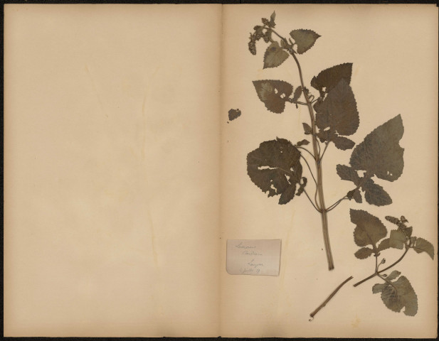 Leonurus Cardiaca, plante prélevée à Longueau (Somme, France), n.c., 6 juillet 1889