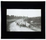 Moutons à Bergicourt -septembre 1913