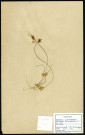Carex Pilufera, famille des Cypéracées, plante prélevée à Compiègne (Oise, France), sur des terrains acides, en juin 1969