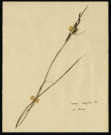Carex Valgarris, famille non identifée, plante prélevée à Sorrus (Pas-de-Calais), zone de récolte non précisée, en juin 1969