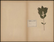 Mercurialis Perennis - Mercuriale, plante prélevée à Saveuse (Somme, France), dans un petit fossé sec près d'une haie, 20 mai 1888