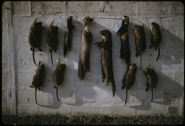 [Tableau de chasse : rat musqué et fouine]