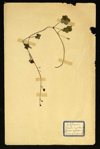 Limaria Cymbalaria mill. (Limaire Cymbalaire), famille des Scrofulariacées, plante prélevée à Dromesnil (Vieux mur), 1950
