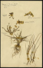 Valerianella olitoria (mâche), Cerastium semidecandrum (Céraiste à cinq étamines), Saxifraga tridactylites L.(Saxifrage à trois doigts), Arenaria serpyllifolia L. (Sabine à feuilles de serpolet), Cynodon dactylon (chiendent pied-de-poule), Koeleria cristata subsp. Gracilis (Korélie), famille non identifée, plante prélevée à Cherré (Sarthe, France), Saint-Maixent (Sarthe, France), sur la route entre Cherré et Saint-Maixent, en avril 1969