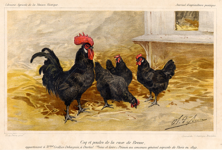 Illustrations d'animaux de ferme extraites du Journal d'agriculture pratique - Librairie Agricole de la Maison Rustique