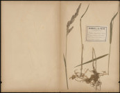 Phalaris Armdisiacea - Baldingera Arundin, plante prélevée à Amiens (Somme, France), sur les bords de la Somme près du jardin des Plantes , 28 juin 1889