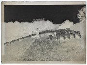 Troupeau de mouton à Cagny - mai 1904
