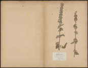 Stachys Germanica (Legit C. Copineau), plante prélevée à Essertaux (Somme, France), Herbier P. Guérin, 23 juillet 1889