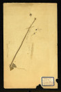 Plantago media L (Plantain moyen L), famille des Plantaginées, plante prélevée à Dromesnil (Chemin), 14 mai 1938