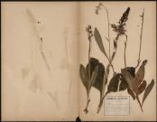 Platanthera Montana - Platanthera chlorantha (Orchis vert) - Platanthera bifolia (Orchis à deux feuilles), plante prélevée à Athies (Somme, France) et à Querrieux (Somme, France), dans un bois humide à Athies et à Querrieux et Dury (20 mai et 16 juin 1889), 6 juin 1888 - 16 juin 1889