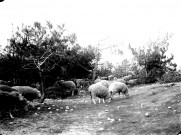 Paysage rural. Un troupeau de moutons