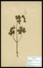 Géranium pyrenaicum, famille des Géraniacées, plante prélevée à La Chaussée-Tirancourt (Somme, France), au Camp César, en mai 1969