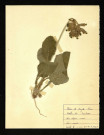 Primula officinalis (Coucou ou Primevère officinale), famille des Primulacées, plante prélevée à Poix-de-Picardie (dans le parc de Poix), [1940-1950]