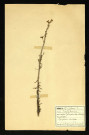 Limaria arvensis (Limaire des Champs), famille des Scrofulariacées, plante prélevée à Dromesnil, 11 juin 1937