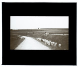 Moutons route Molliens-Vidame - 1911