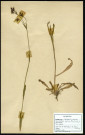 Lychnis Flos-Cuculi, famille des Caryophyllacées, plante prélevée à Boves (Somme, France), à l'étang Saint-Ladre, en mai 1969