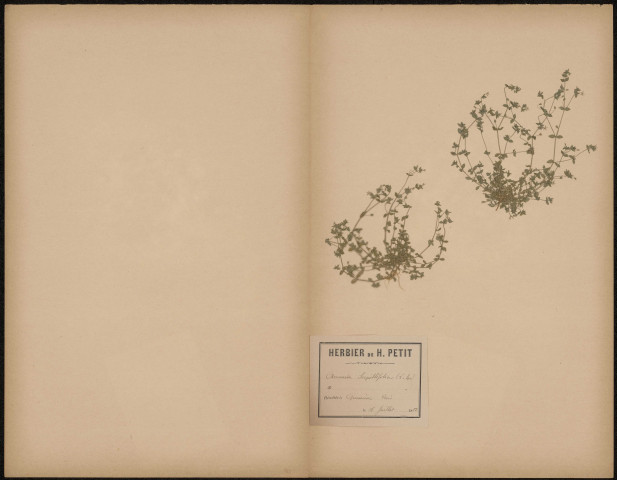 Arenaria Serpillifolia, plante prélevée à Querrieux (Somme, France), dans les bois, 16 juillet 1888