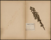 Rosa Pimpinellifolia (L.Sp.), prélevée à Dürckheim (Bavière, Allemagne), en juin et septembre, [1888-1889]