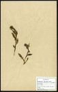 Pulmonaria Angustifolia, famille des Borraginées, plante prélevée à Cherré (Sarthe, France), zone de récolte non précisée, en avril 1969