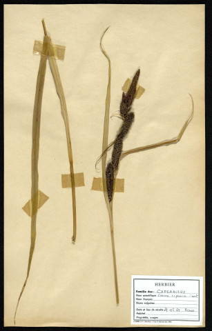 Carex Riparia Curt, famille des Cyperacées, plante prélevée à Boves (Somme, France), zone de récolte non précisée, en mai 1969