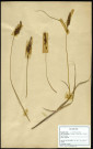Carex disticha Huds., Carex distique ou Laîche distique, famille des Cyperacées, plante prélevée à Grandvilliers (Oise, France), zone de récolte non précisée, en juin 1969