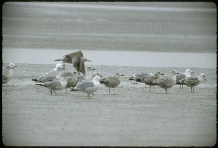 Mouettes à la mer