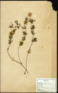 Potentilla tormentilla Sibth., Potentille, famille des Rosacées, plante prélevée à Boves (Somme, France), zone de récolte non précisée, en mai 1969