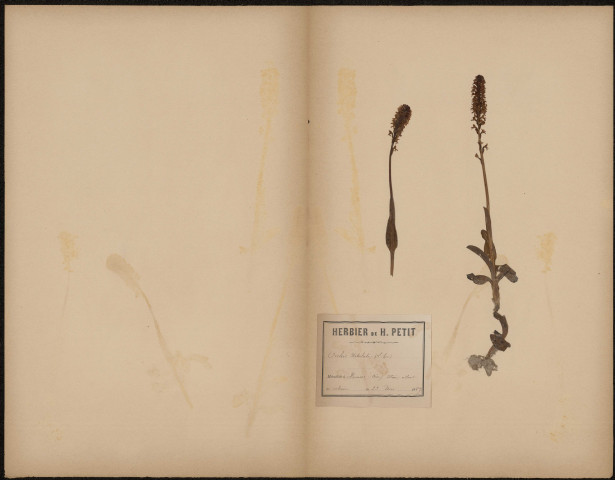 Orchis Ustulata, plante prélevée à Hermes (Oise, France), sur un coteau en allant au clavaire, 23 mai 1889