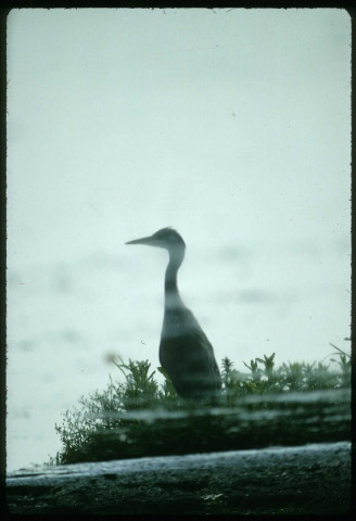 Reflet de héron cendré dans la Somme