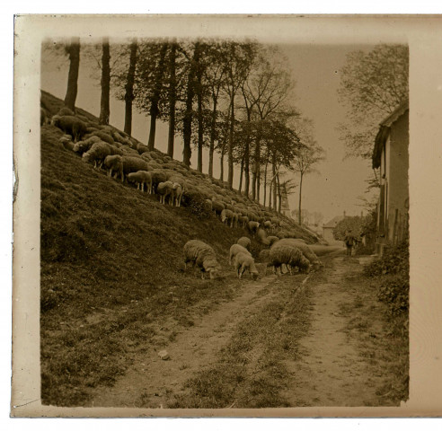 Moutons paissant sur une déclivité bordant un chemin du village de Blangy-Tronville