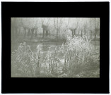Marais de Rivery - Effet de givre - janvier 1934