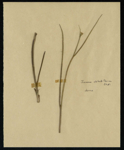 Juncus Obbatus Florus Ehrh, famille non identifée, plante prélevée à Sorrus (Pas-de-Calais), zone de récolte non précisée, en juin 1969