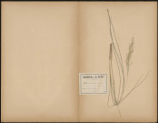 Milium Effusum, plante prélevée à Glisy (Somme, France), dans le bois, 8 août 1888