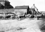 Mirvaux. Maurice Desplanque et son troupeau de moutons