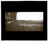 Moutons route de la ville d'Eu - septembre 1911