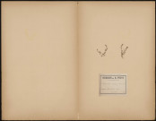 Centunculus Minimus, plante prélevée à Haspelschied (Moselle, France), en Alsace, 4 août 1888