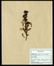 Pedicularis Silvatica, famille des Scrofulariacées, plante prélevée à Sorrus (Pas-de-Calais), dans la lande à ulex, en juin 1969
