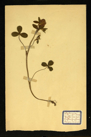 Trifolium fragiferum (Trèfle Porte-fraise), famille des Papilionacées Viciées, plante prélevée à Dromesnil (Chemin), 26 mai 1938