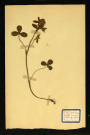 Trifolium fragiferum (Trèfle Porte-fraise), famille des Papilionacées Viciées, plante prélevée à Dromesnil (Chemin), 26 mai 1938