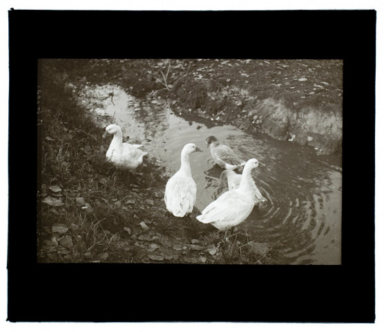 Ruisseau à Renancourt - octobre 1931